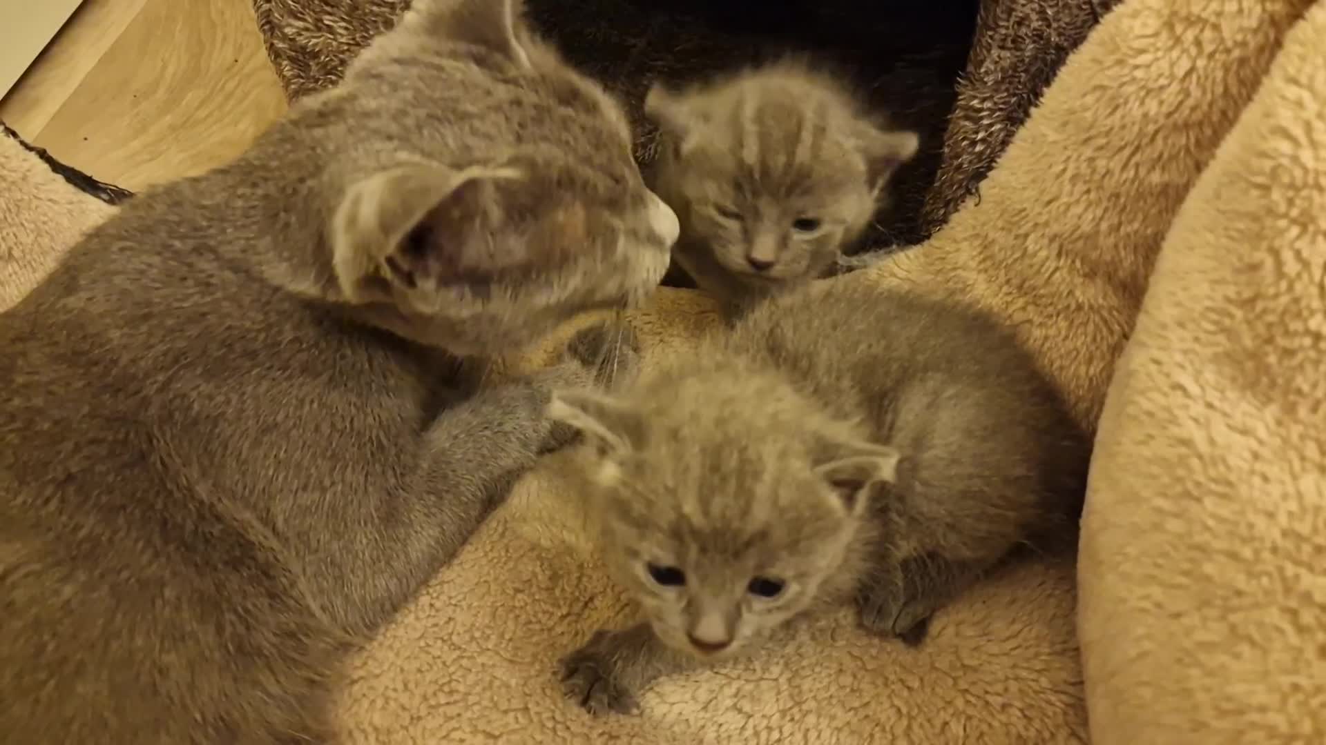 Russian Blue cats for sale: Pure Russian Blue kitten GIRL - Video 5