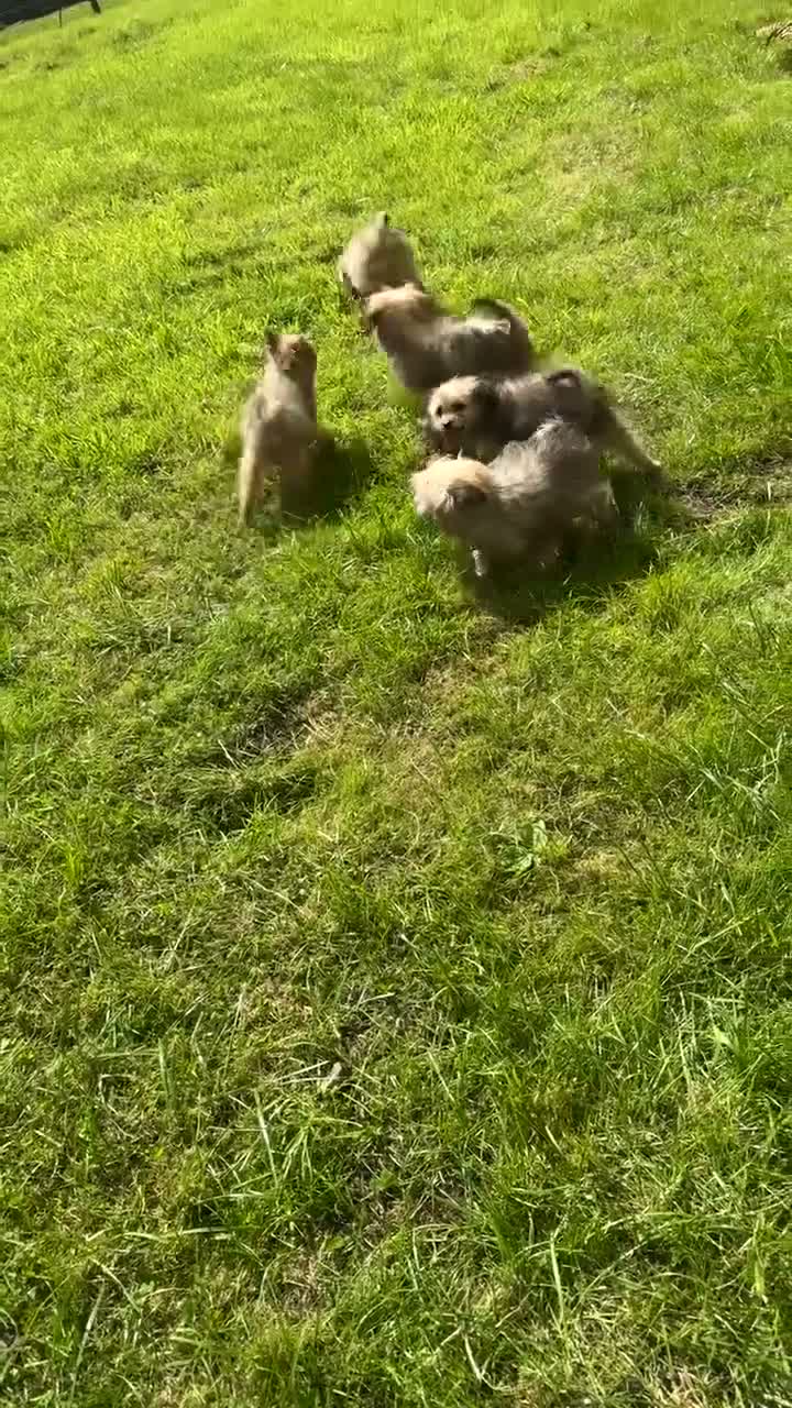 Mixed Breed dogs for sale: Pomeranian x Cavachon Puppies  in Strathaven - Video 4