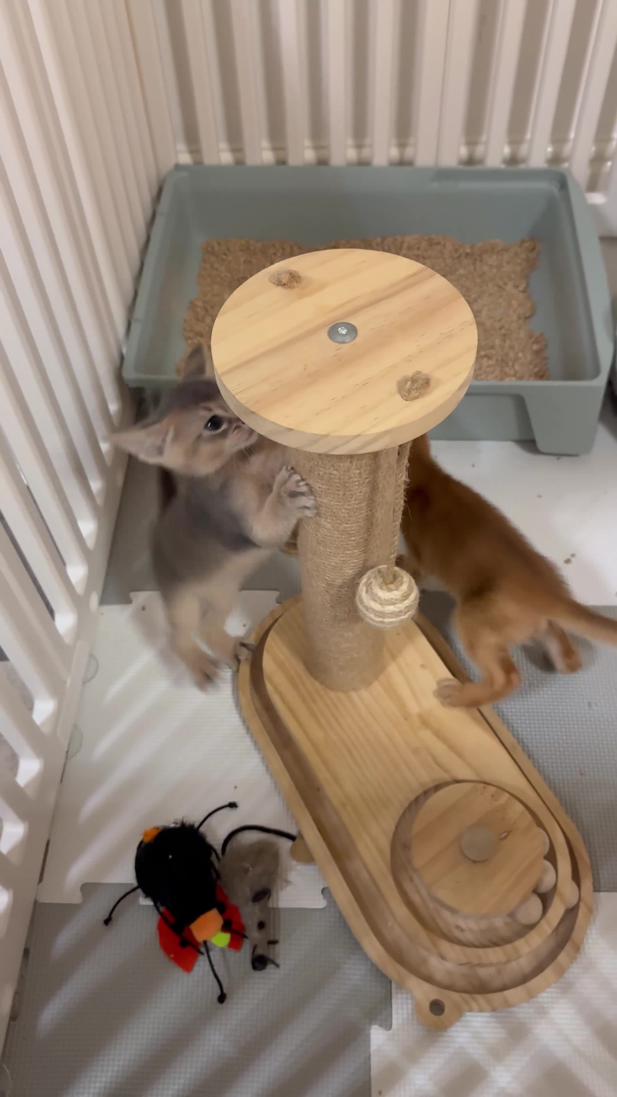 Abyssinian cats for sale: Abyssinian Kittens 🐾 - Video 2