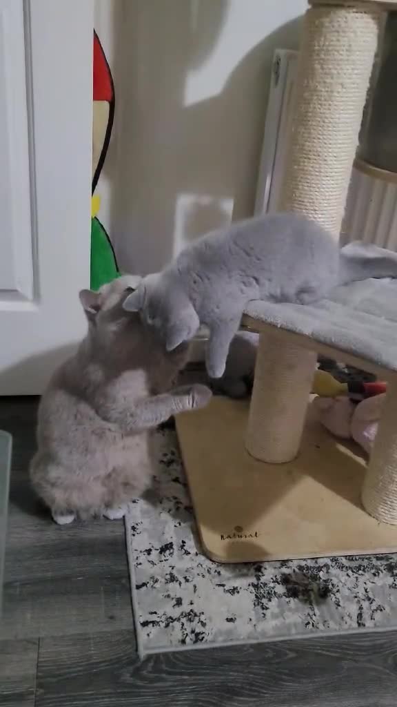 British Shorthair cats for sale: Full pedigree TICA BSH - Video 3