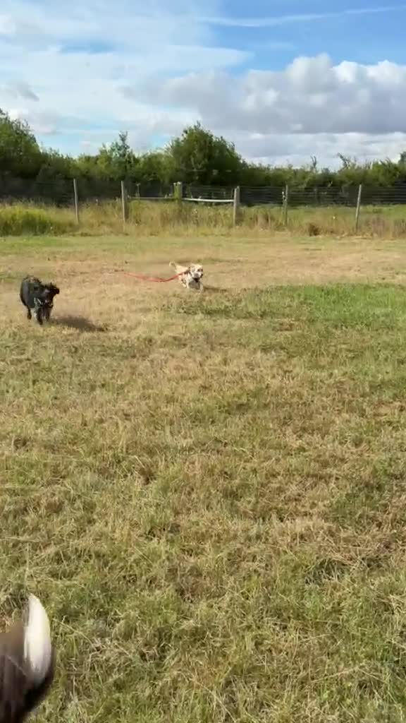Mixed Breed dogs for adoption: 🌸 Hattie – A Little Patience, A Lifetime of Love in Witney - Video 4