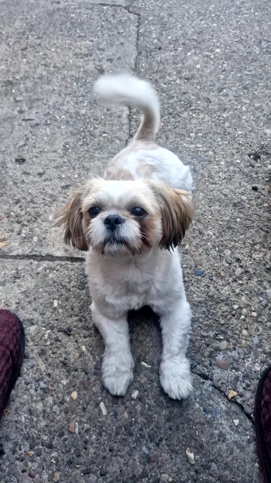Shih Tzu dogs for stud: 🐶Shih Tzu Stud Handsome Poco Loco, Peterborough in Peterborough - Video 1