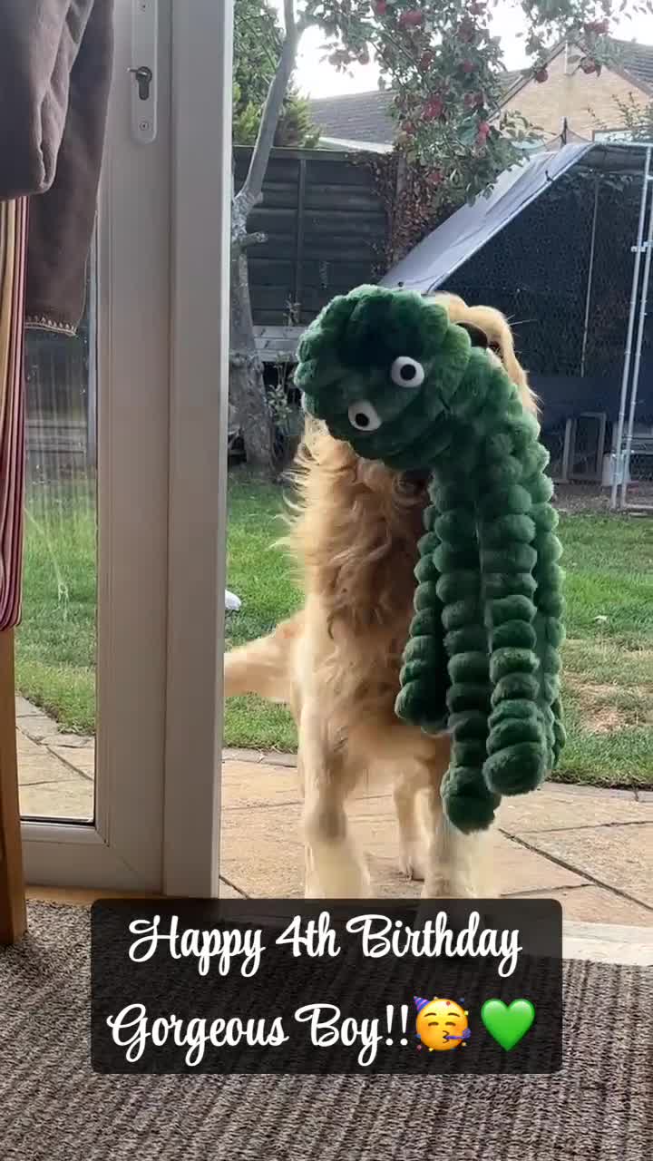 Golden Retriever dogs for stud: KC Registered Golden Retriever Stud - Video 1