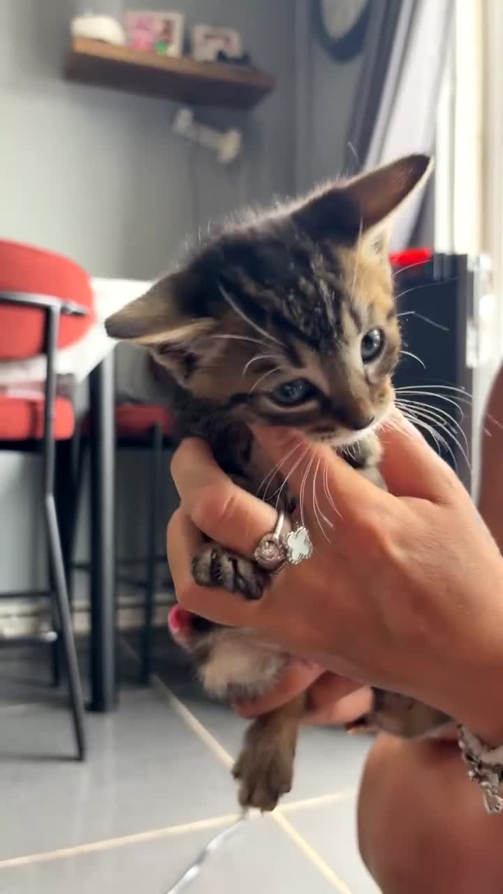 Mixed Breed cats for sale: 3 kittens for sale  - Video 2