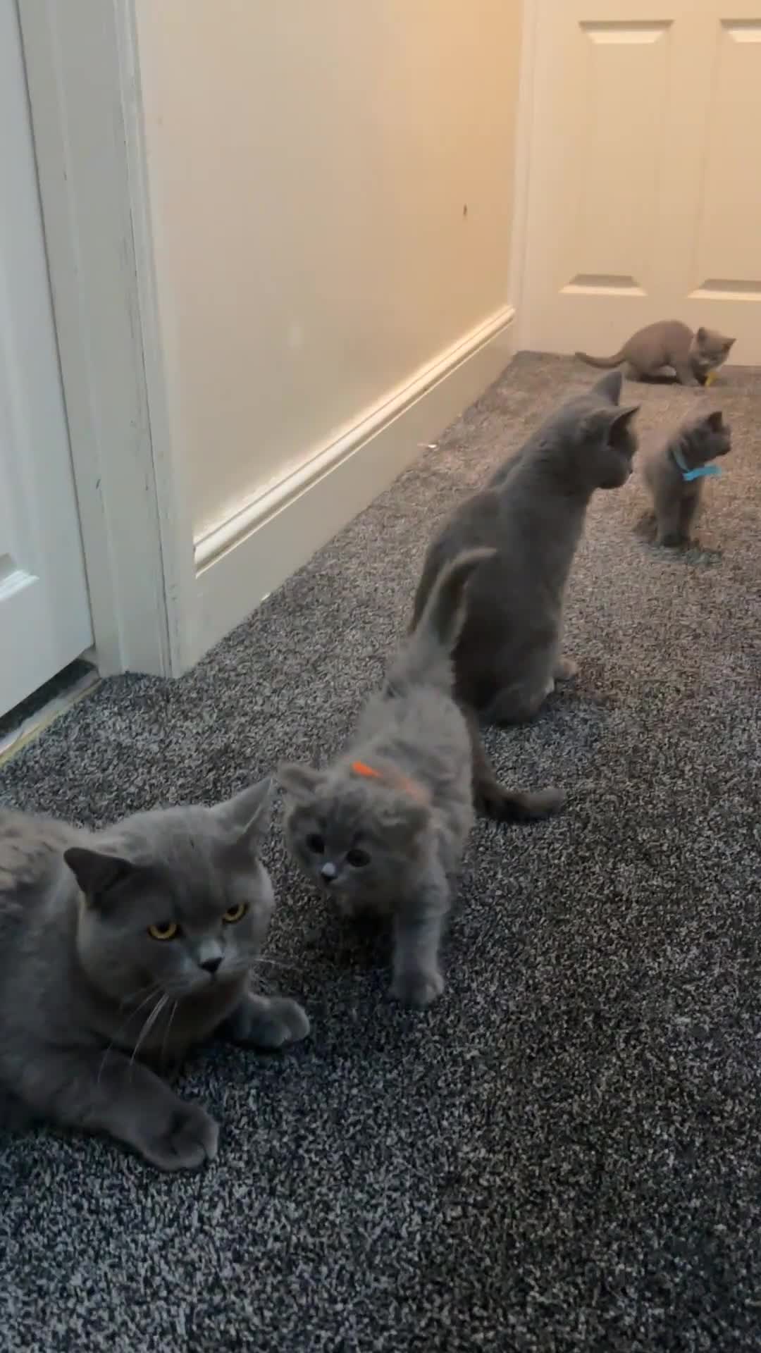 British Shorthair cats for sale: 2 girls 2 boys British shorthair ready to leave  - Video 2
