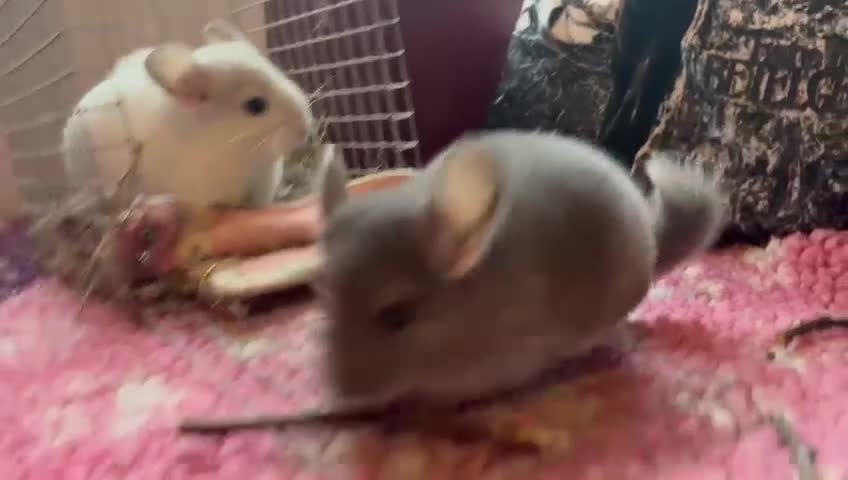 Chinchilla rodents for sale: Chinchilla babies - Video 1