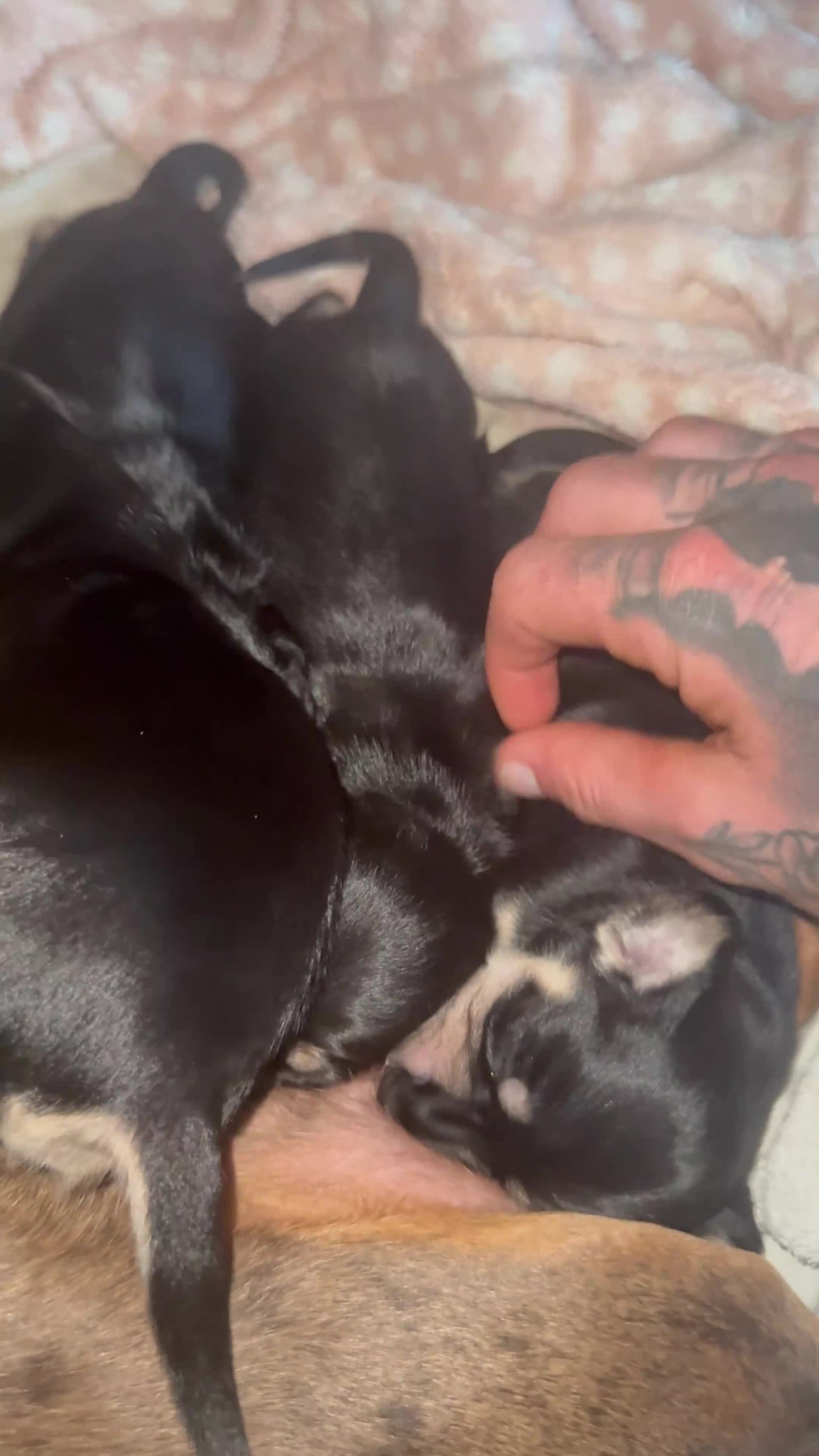 Miniature Dachshund dogs for sale: KC Registered Mini Dachshund Puppies – Available - Video 1