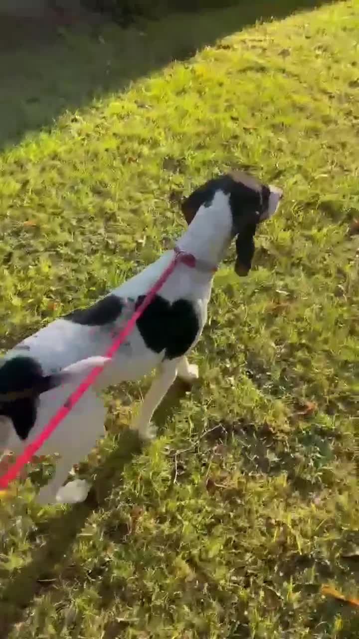 Mixed Breed cats for adoption: Lisbon - Sweetheart Dog with much love to give.  - Video 1