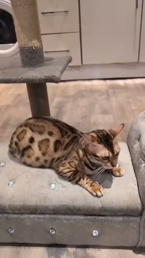 Bengal cats for sale: Beautiful Retired Female Bengal - Video 2
