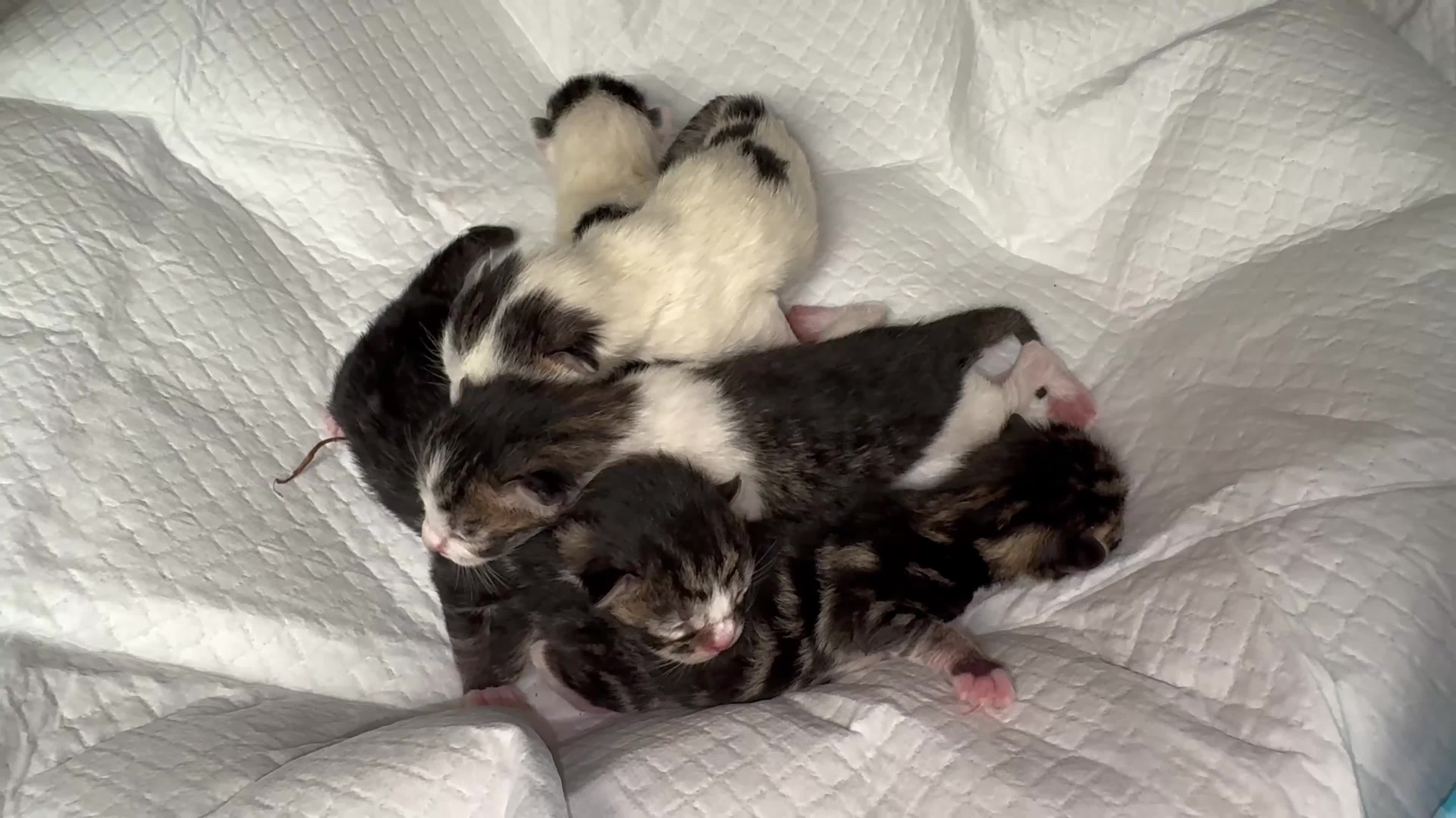 Domestic Shorthair cats for sale: 5 kittens to go to good homes  in Rainham - Video 1