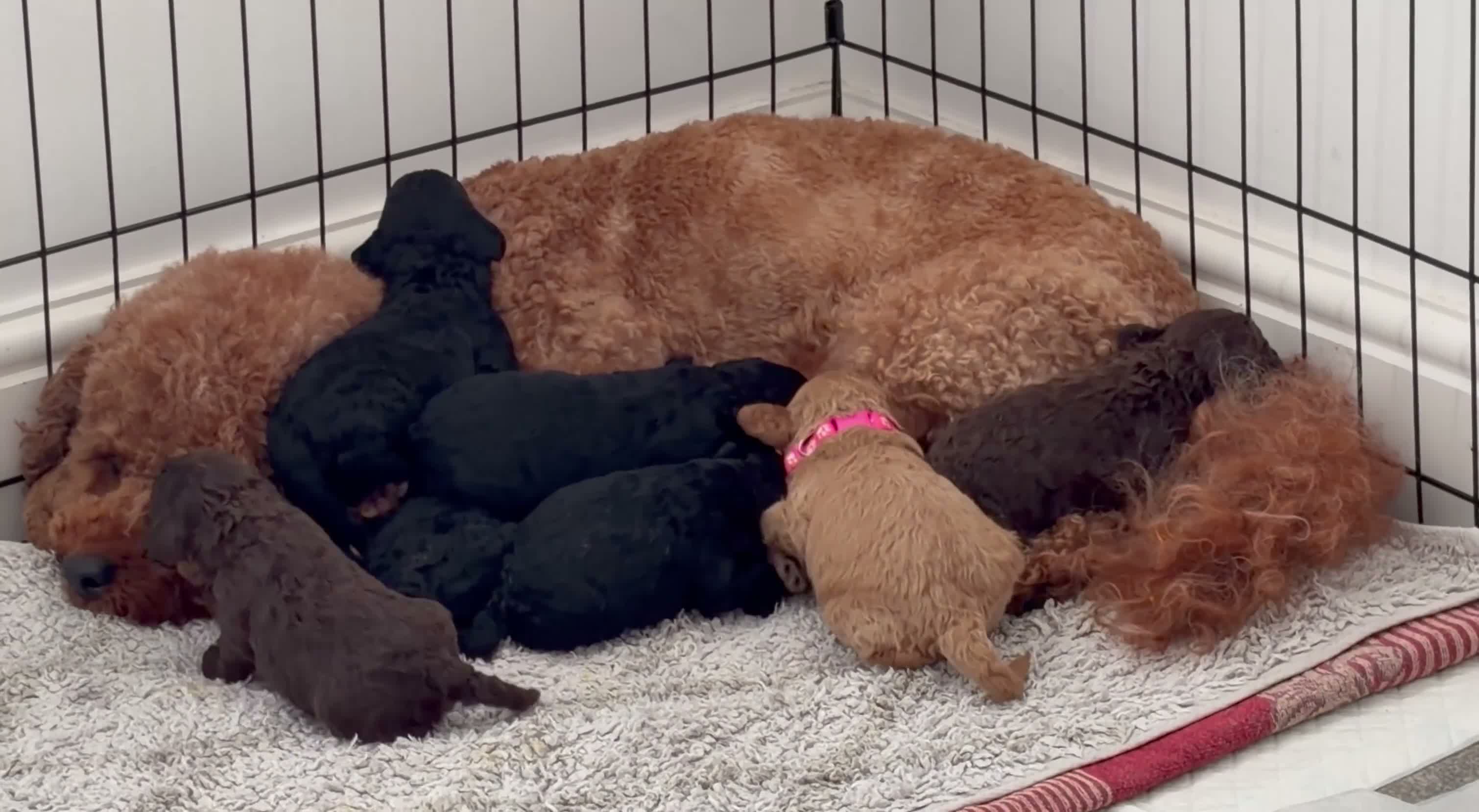 Cockapoo dogs for sale: Beautiful mid sized F1b Cockapoos in Wrexham - Video 1