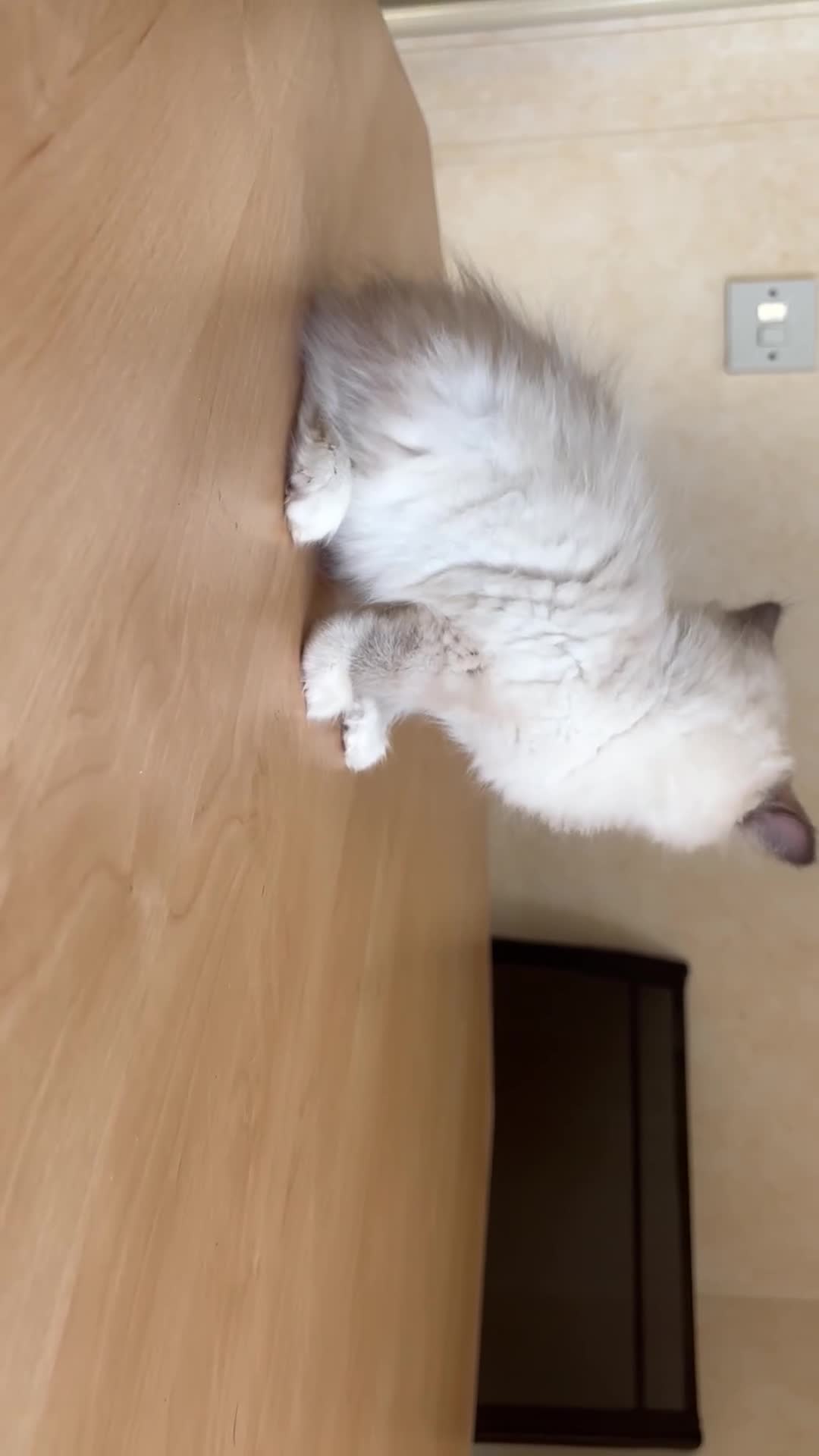 Ragdoll cats for sale: Beautiful Ragdols - Video 4