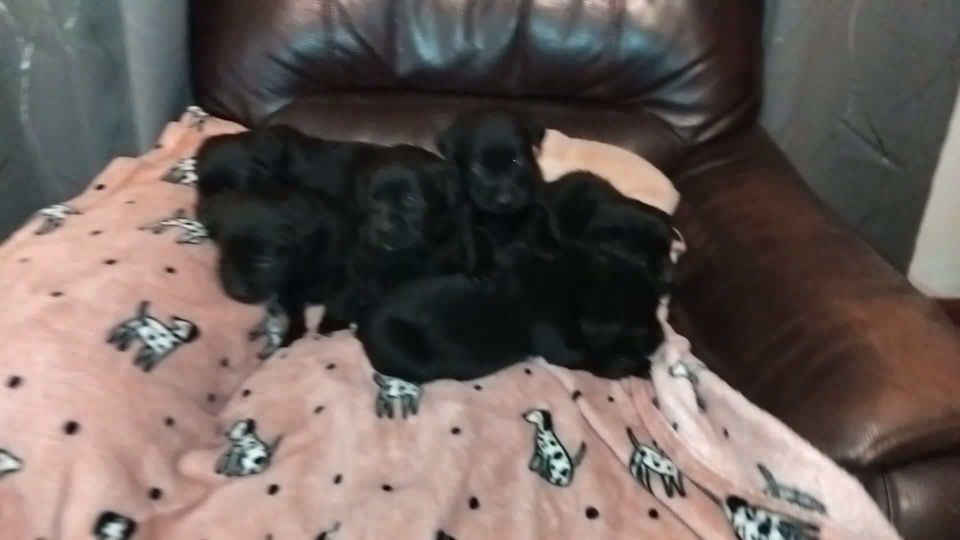 Labrador Retriever dogs for sale: Gorgeous KC registered Labrador puppies  - Video 1