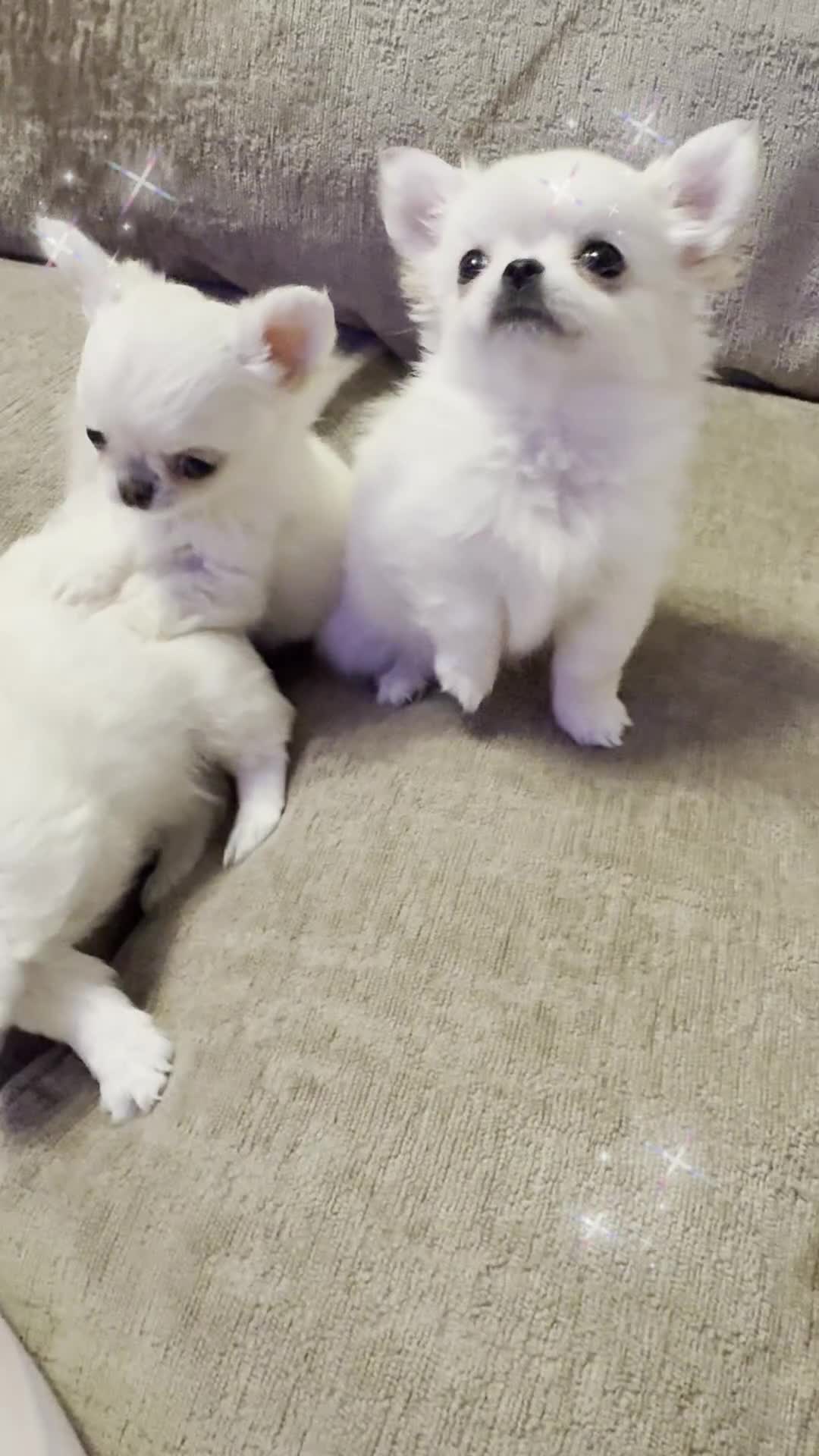 Chihuahua dogs for sale: KC qulity LC cream/white chihuahua puppies  - Video 2