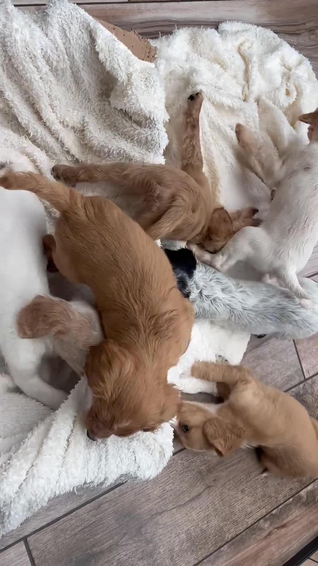 Cocker Spaniel dogs for sale: *Ready Now* KC Registered Working Cocker Spaniel  - Video 1