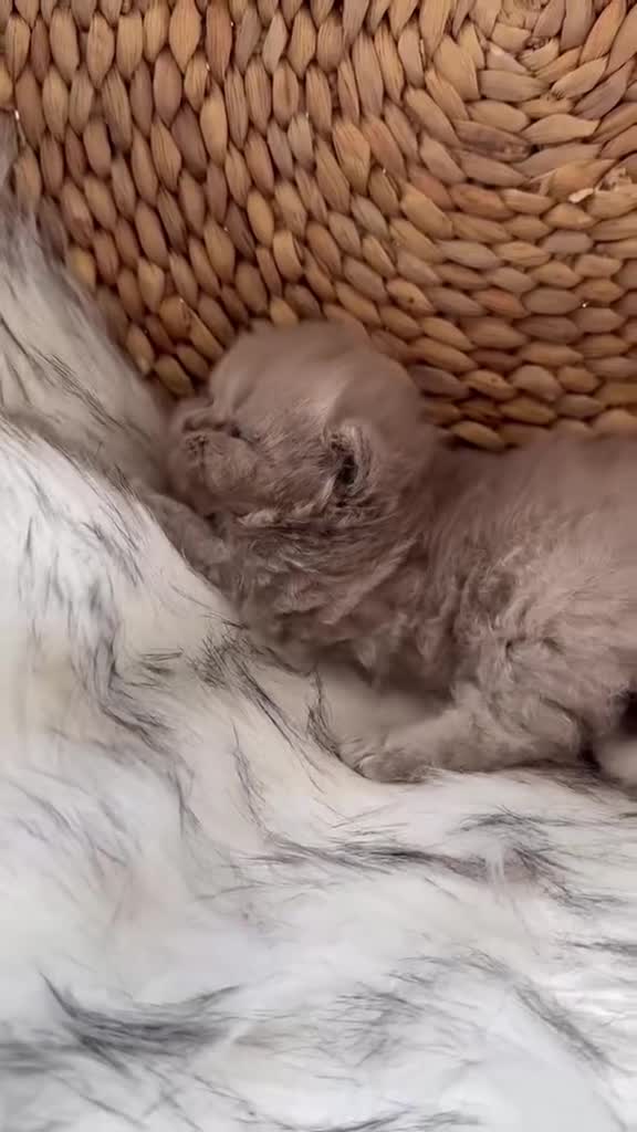 British Shorthair cats for sale: Gccf British Shorthair & Longhair Kittens - Video 1
