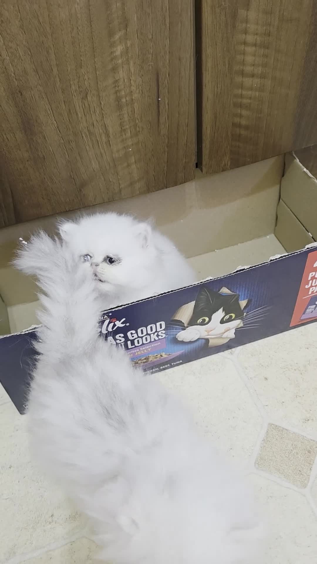 Persian cats for sale: Pedigree Chinchilla Kitten - Video 1