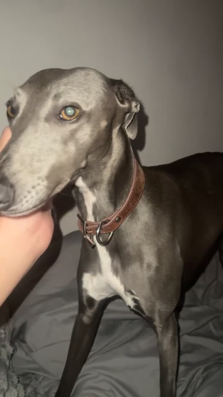 Whippet dogs for sale: Blue whippet  - Video 2