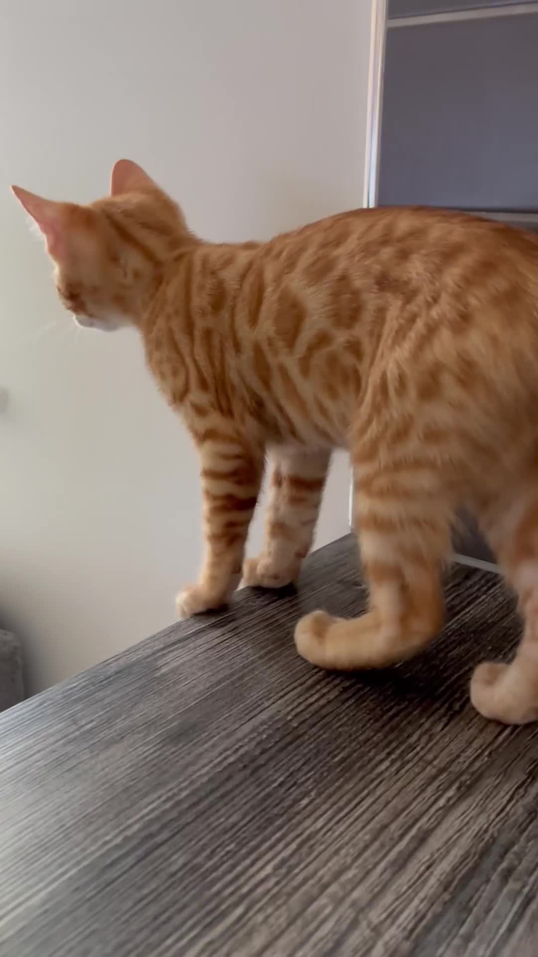 Bengal cats for sale: Unique Bengal Kittens  - Video 3