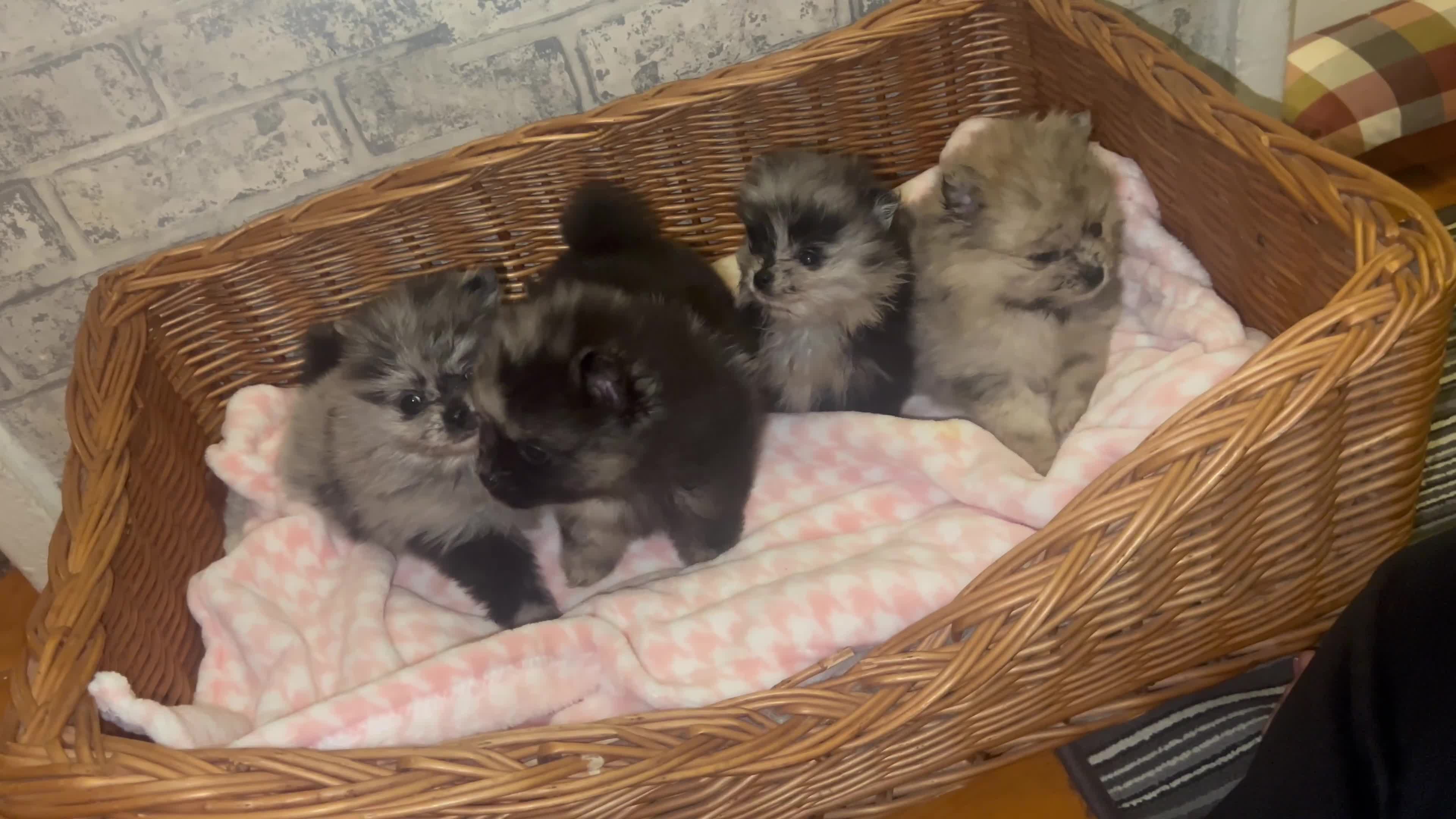 Pomeranian dogs for sale: ✨🖤Merle toy Russian Pomeranian 🖤✨ - Video 5