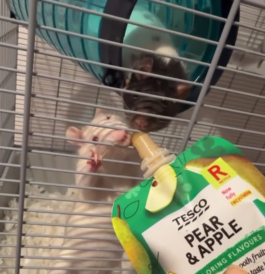 Rat rodents for sale: Pinky & brain  - Video 1