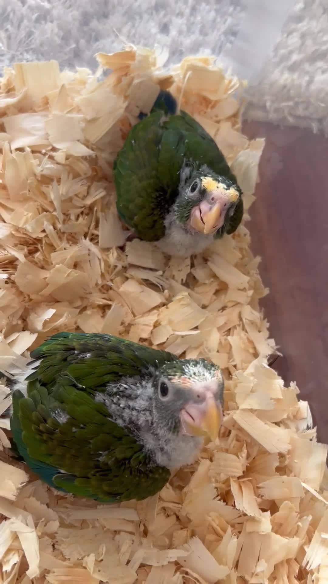 Parrots birds for sale: Hand reard baby white caped Pionus  in Hassocks - Video 1