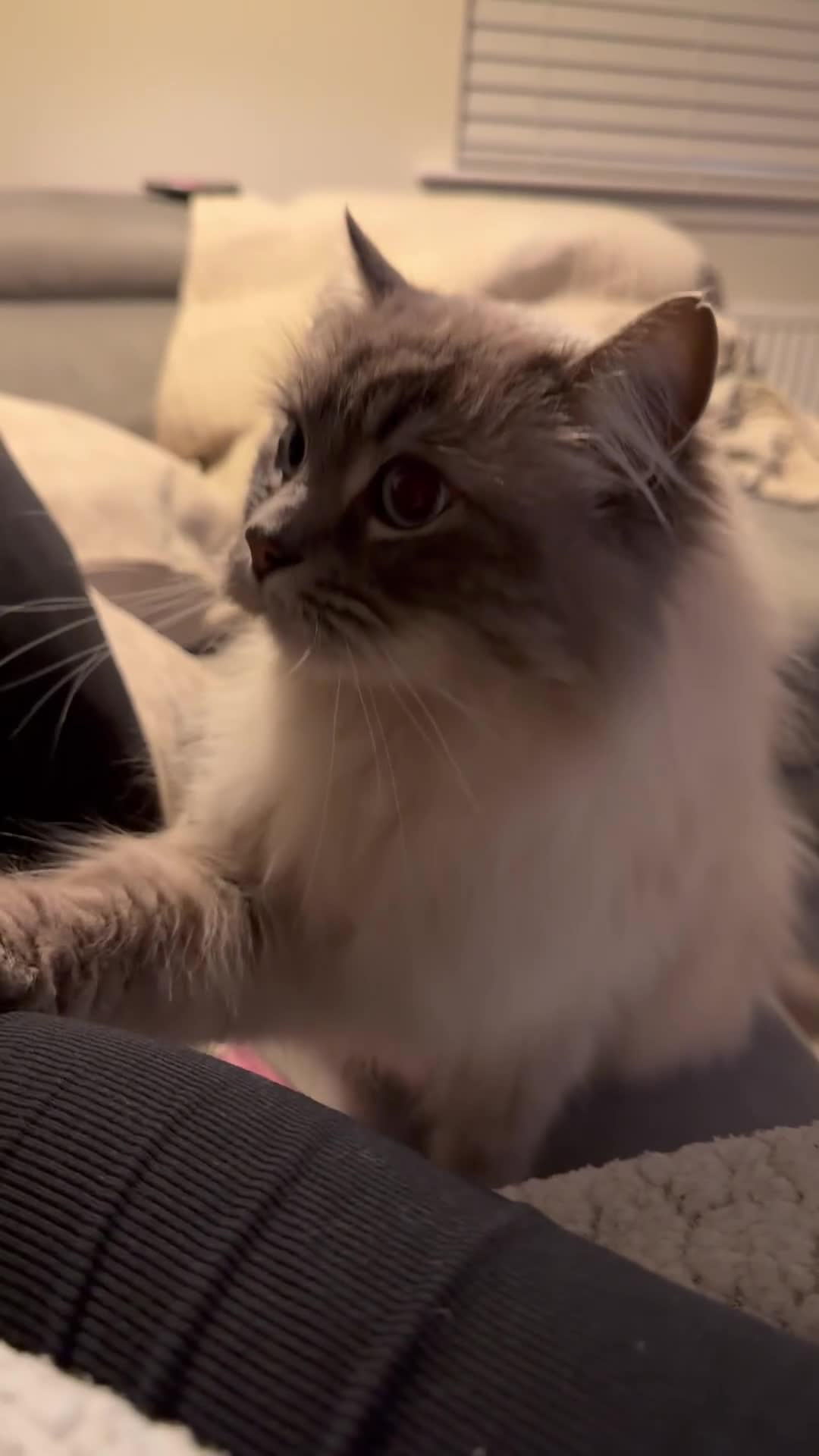 Ragdoll cats for sale: 2 Male Ragdolls looking to find a loving home - Video 1