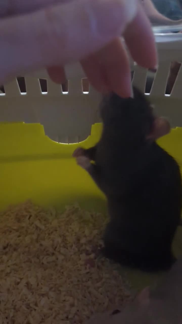 Rat rodents for sale: 1 Dumbo & 1 Fancy - Video 1
