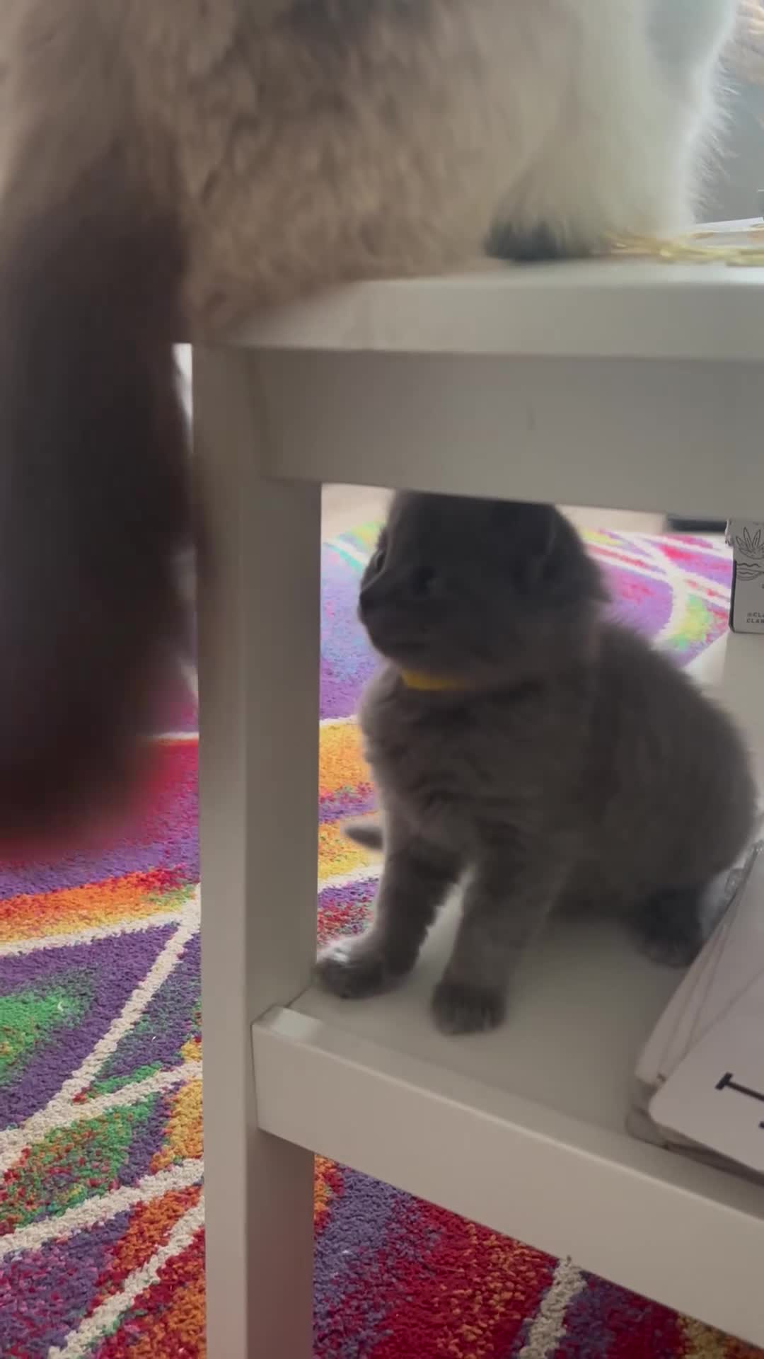Mixed Breed cats for sale: Half ragdoll 6 kittens  - Video 1