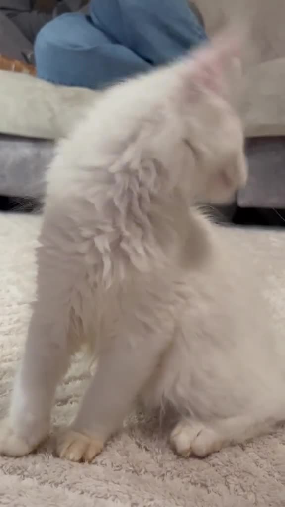 Maine Coon cats for sale: Ready now 😻😻😻 - Video 2