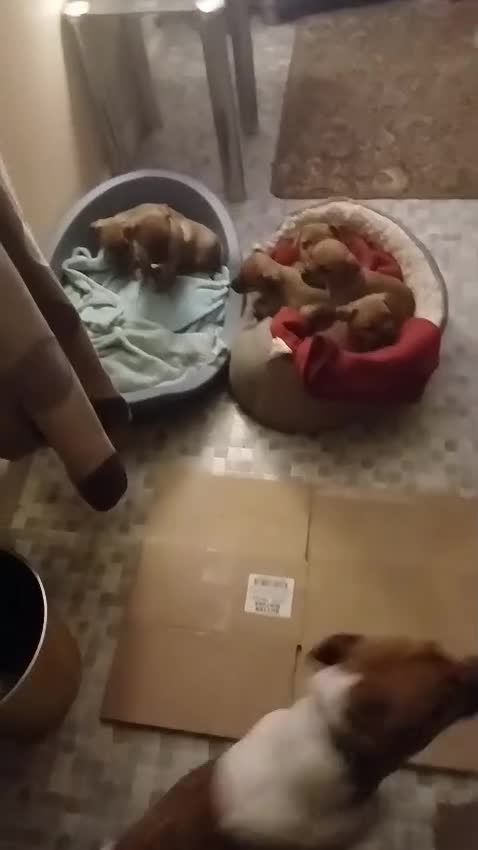 Mixed Breed dogs for sale: Terrier cross with jackrussle - Video 1