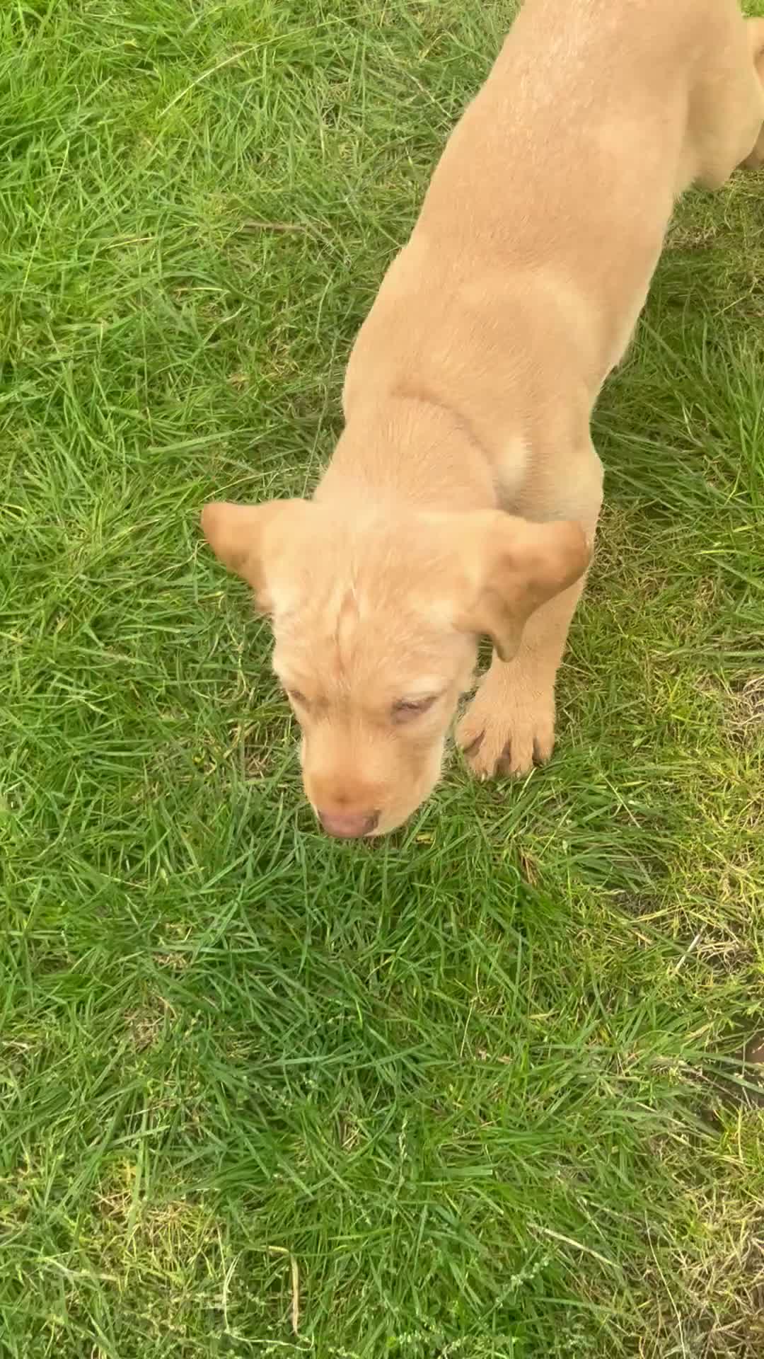 Mixed Breed dogs for sale: Hpr x lab puppies  - Video 5