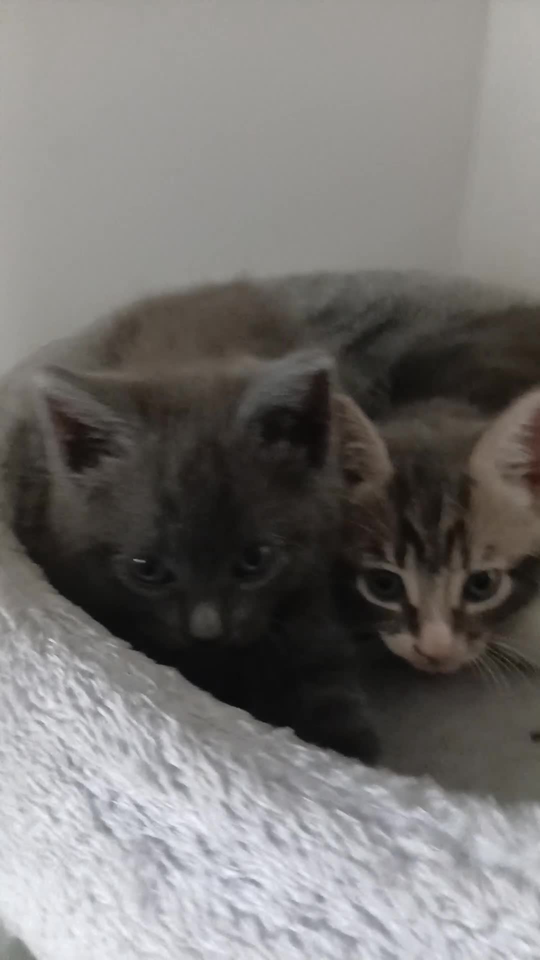Mixed Breed cats for sale: 2 beautiful kittens for sale  - Video 1