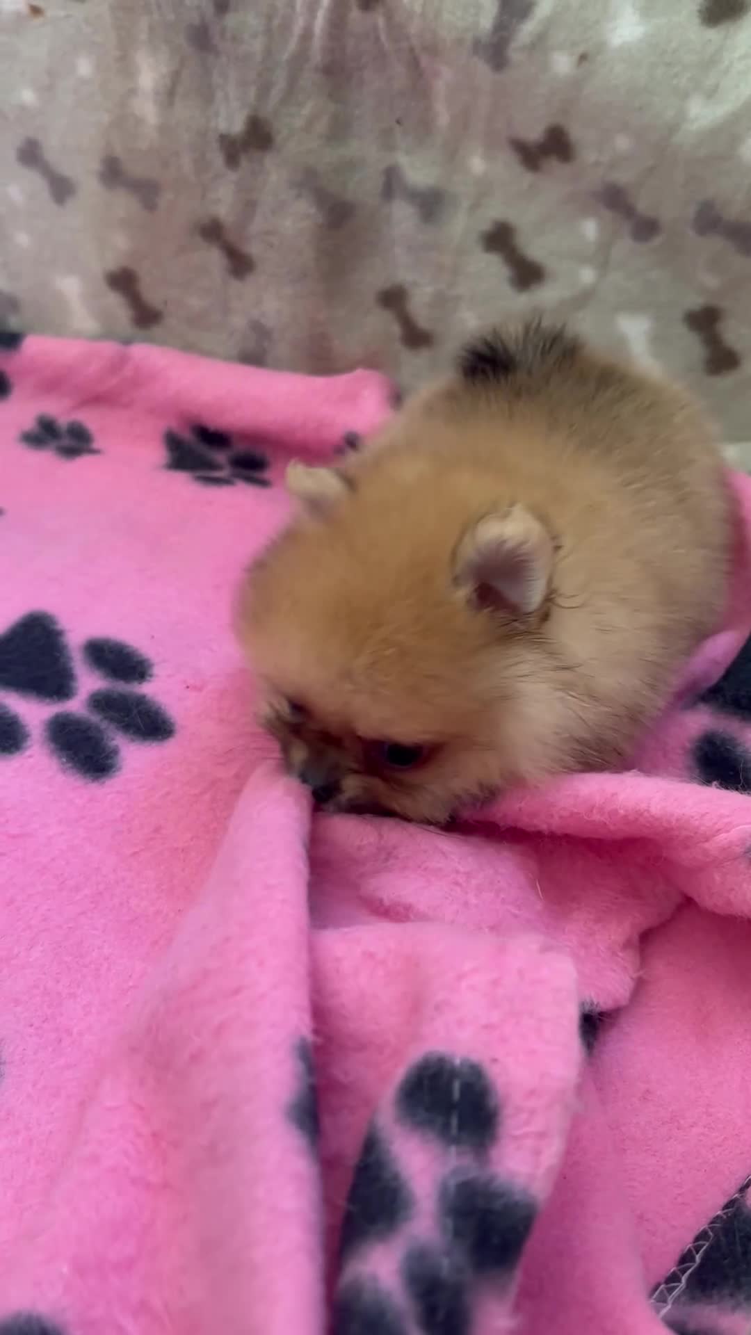 Pomeranian dogs for sale: Bear Type Pomeranian for sale  **  - Video 1