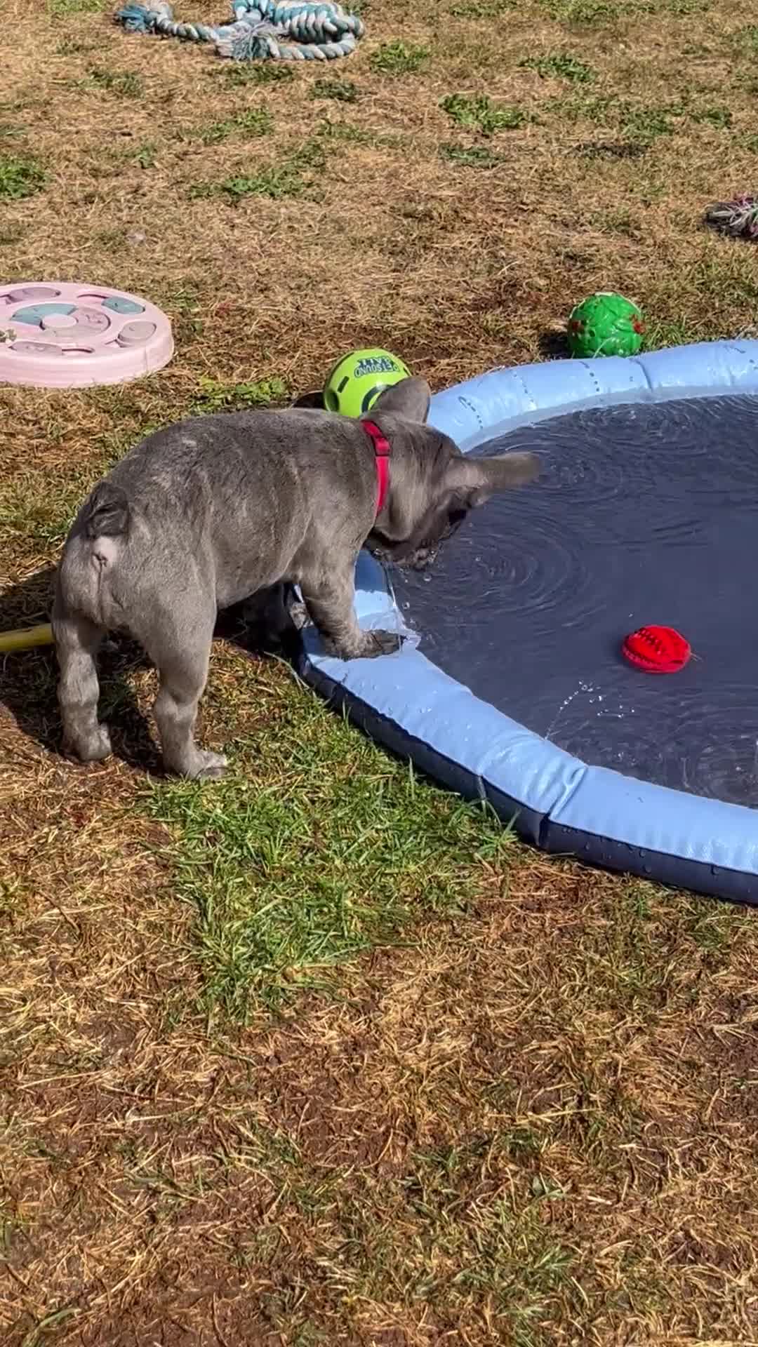 French Bulldog dogs for sale: Fabulous Frenchies ❤️ - Video 1