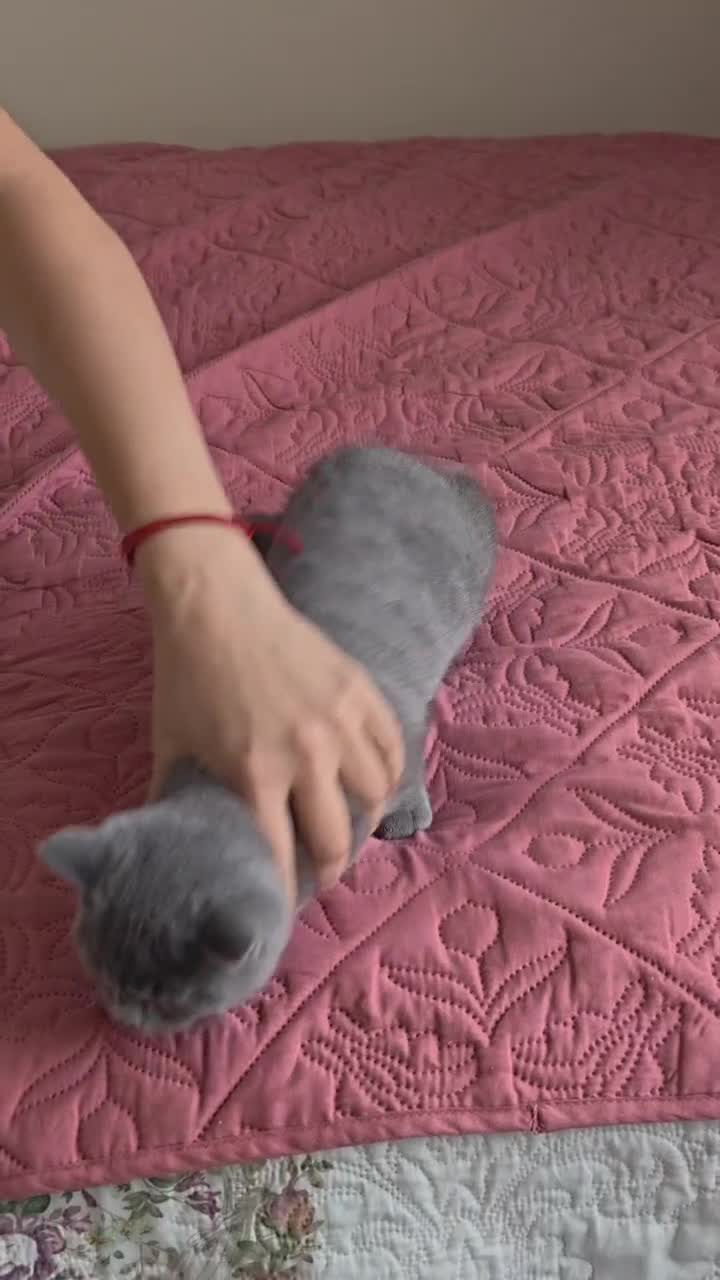 Scottish Fold cats for sale: 3 lovely kittens looking for new family  - Video 4
