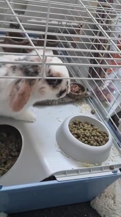 Mini Lop rabbits for sale: Oliver Twist in London - Video 1