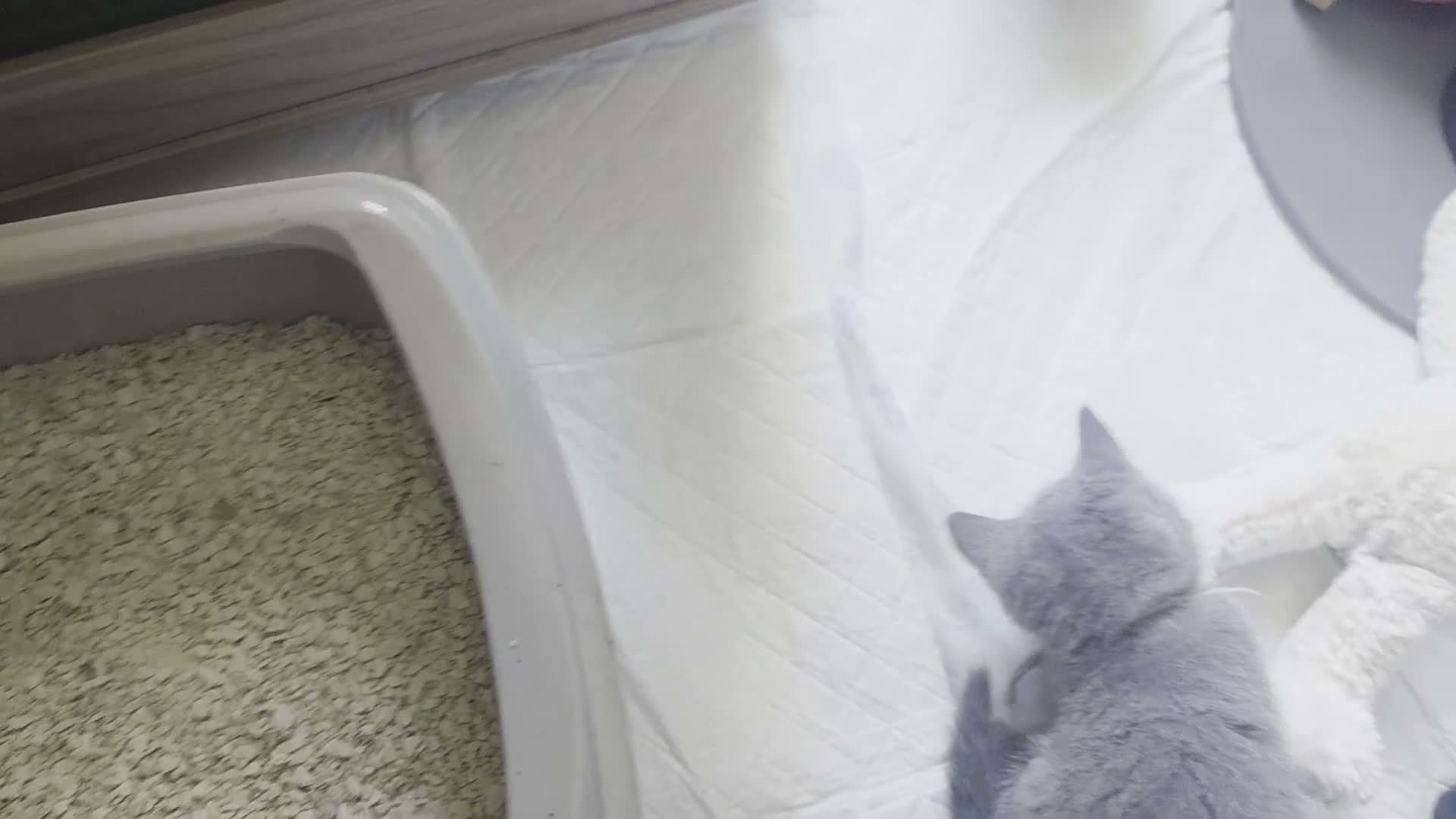 Russian Blue cats for sale: 🐾 All Kittens Reserved 🐾 - Video 4