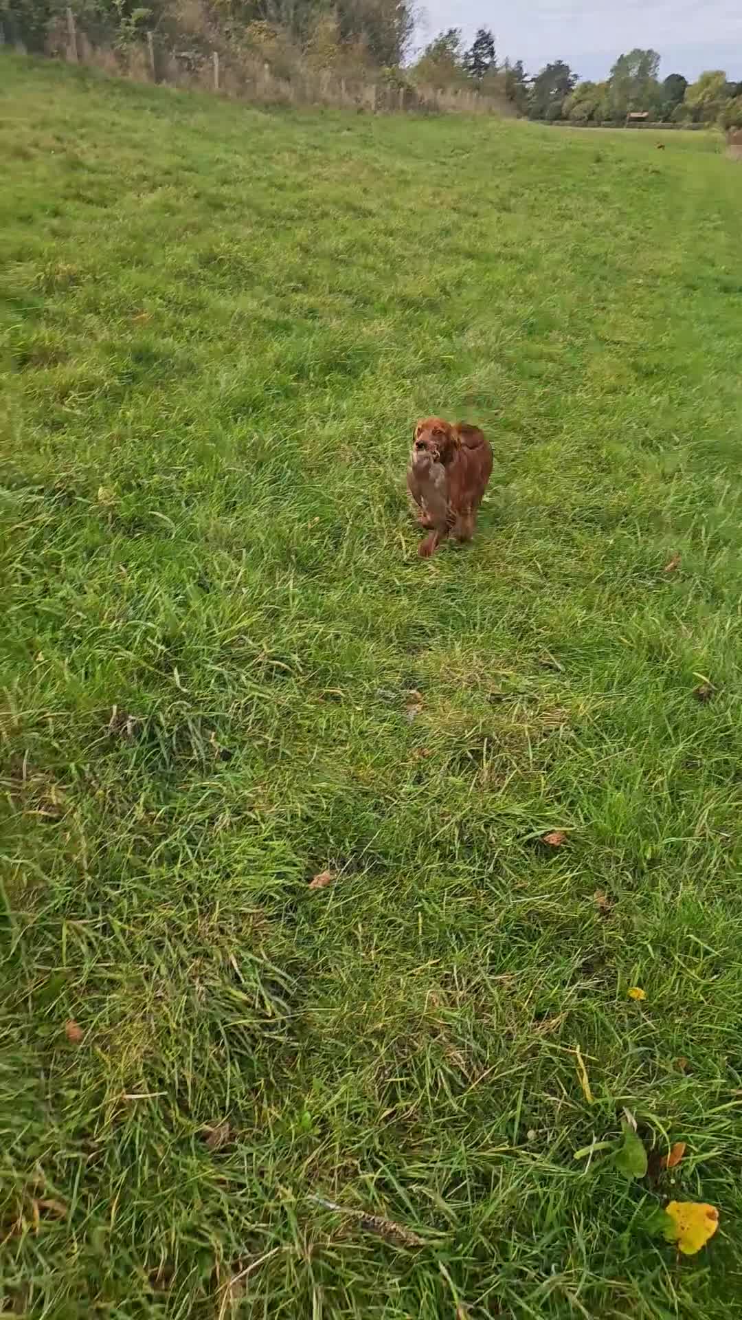 Cocker Spaniel dogs for sale: KC REGISTERED WORKING COCKERS - Video 1
