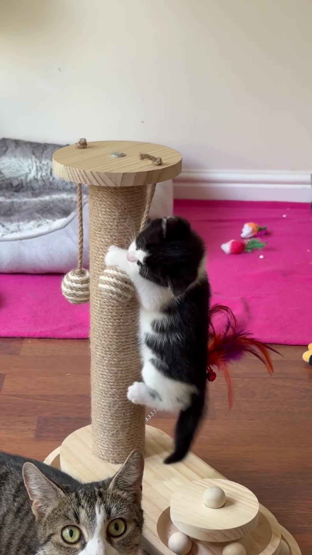 British Shorthair cats for sale: Kittens for sale - Video 1