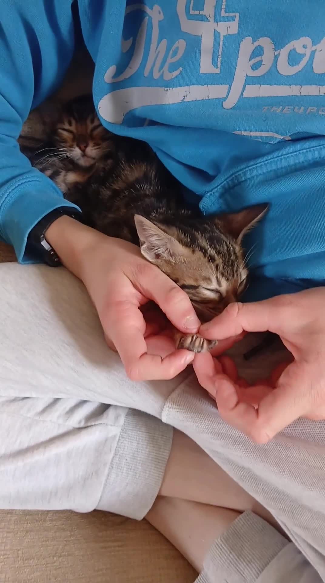 Bengal cats for sale: Family raised TICA Bengal kittens - Video 2