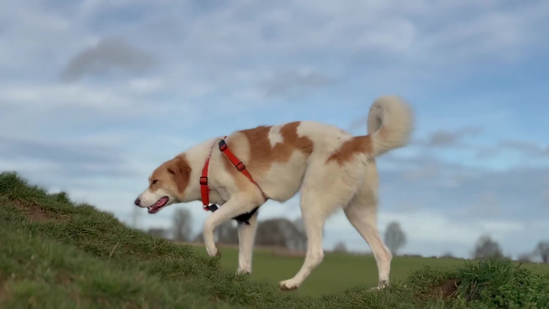 Mixed Breed dogs for adoption: 💙🩵NOW ADOPTED 🩵💙 - Video 1