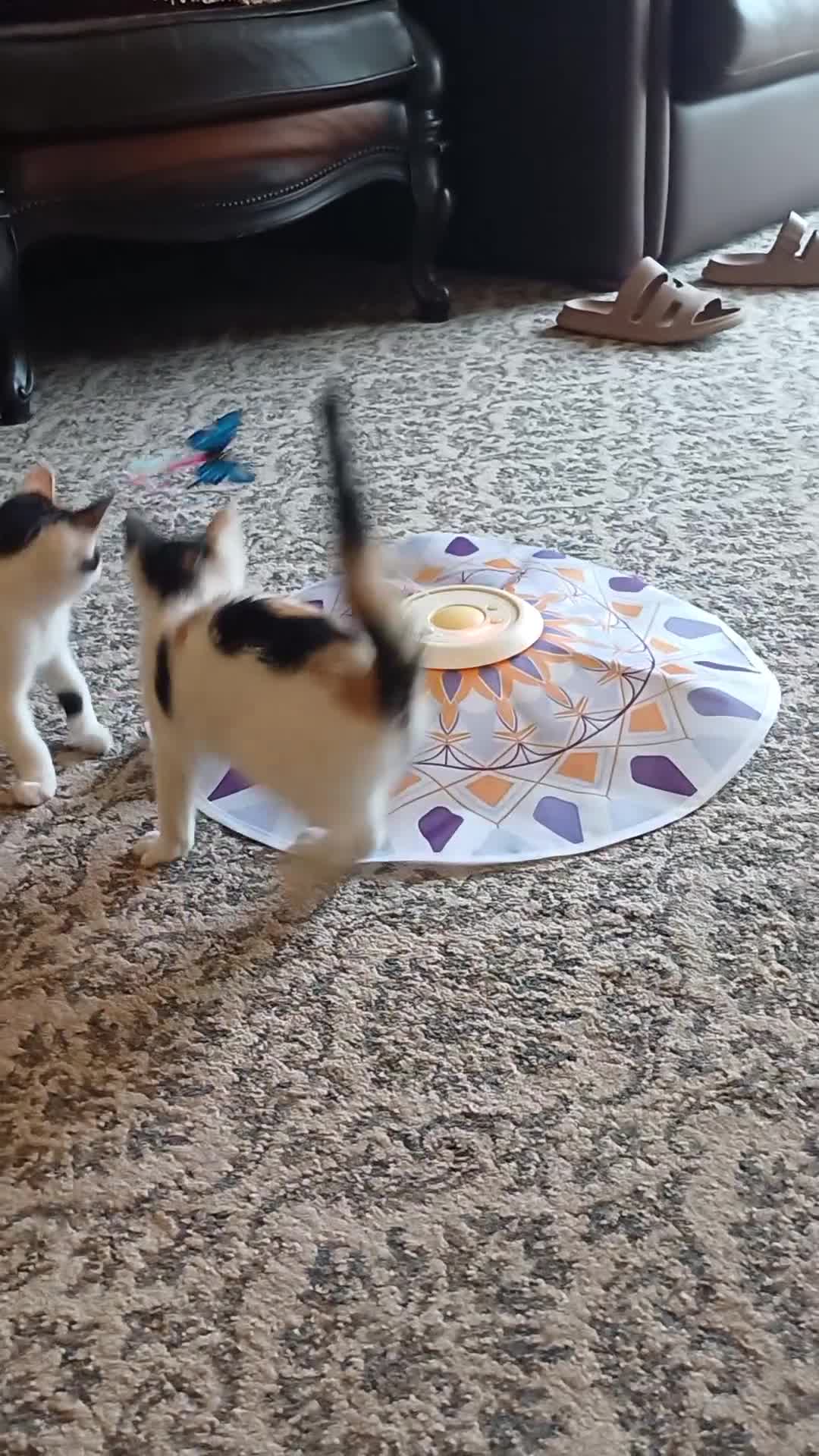 British Shorthair cats for sale: 2 Bundles of Joy!! Ready now!! - Video 1