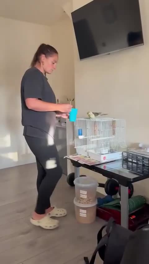 Parakeets birds for sale: Hand reared/tamed red rump - Video 3