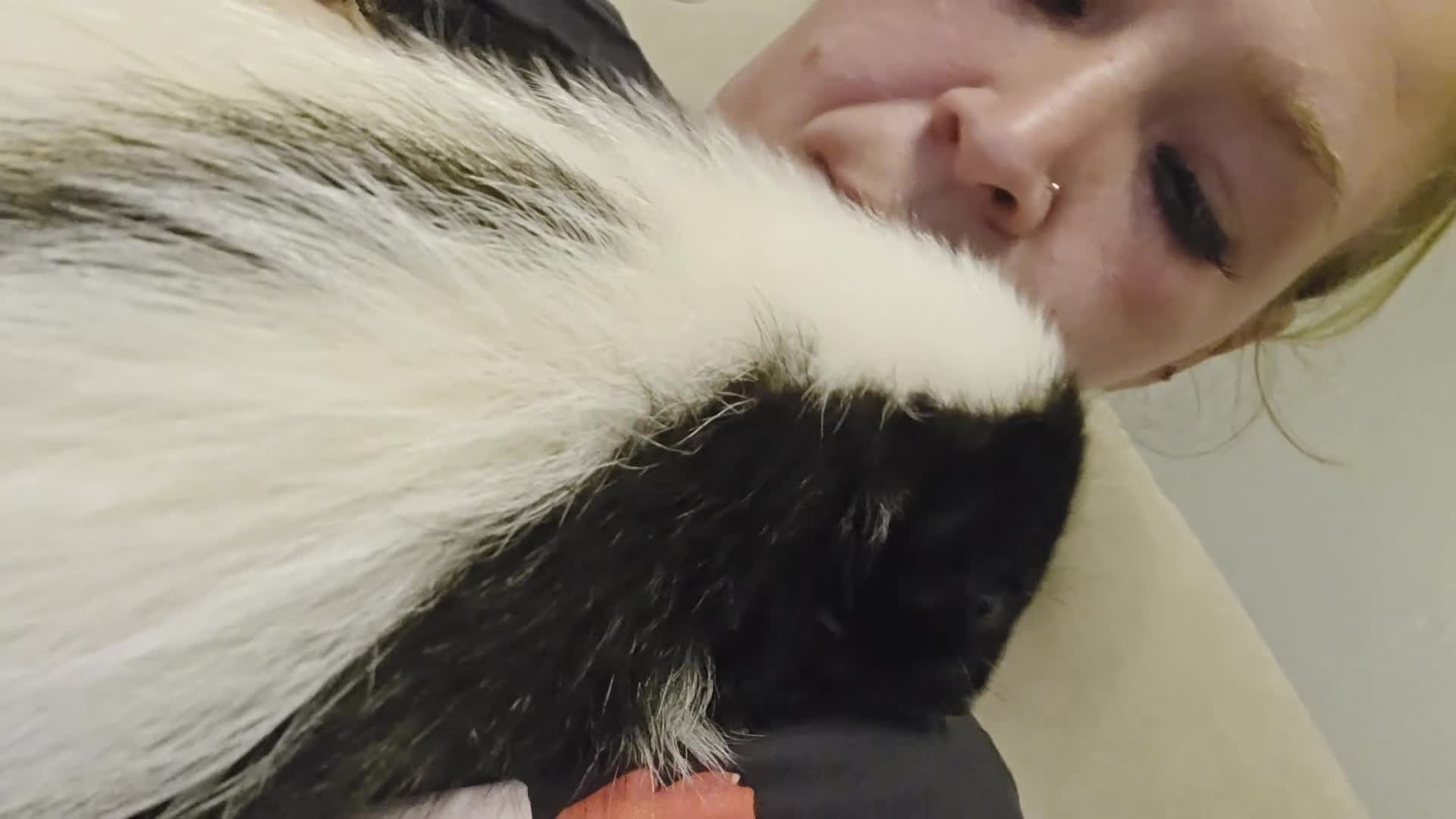 Ferret rodents for sale: One female black and white skunk available  in Ripley - Video 2