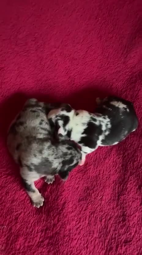 French Bulldog dogs for sale: French bulldog Merle puppies for sale  - Video 1