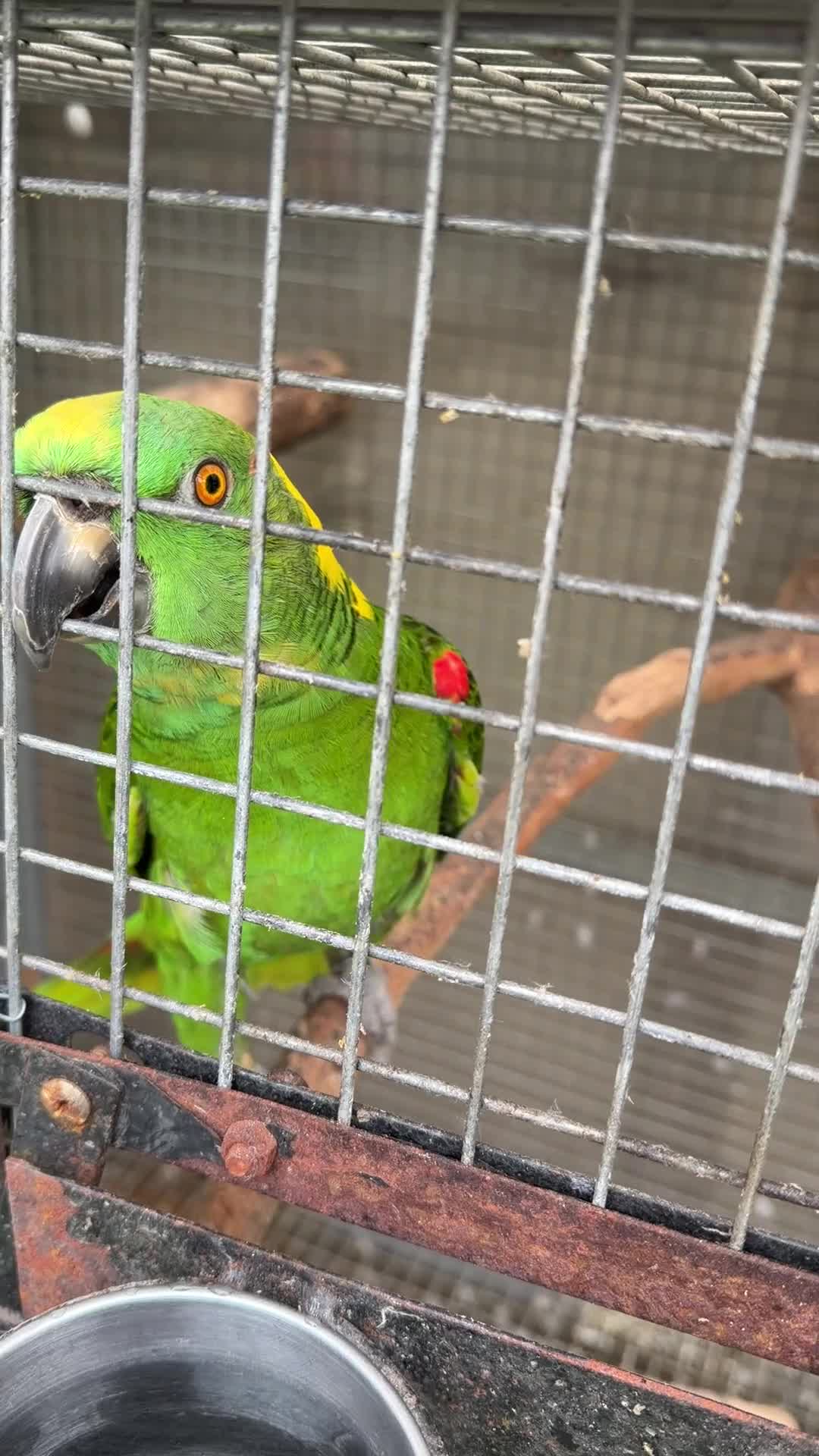 Parrots birds for sale: Yellow Nape Amazons  - Video 1