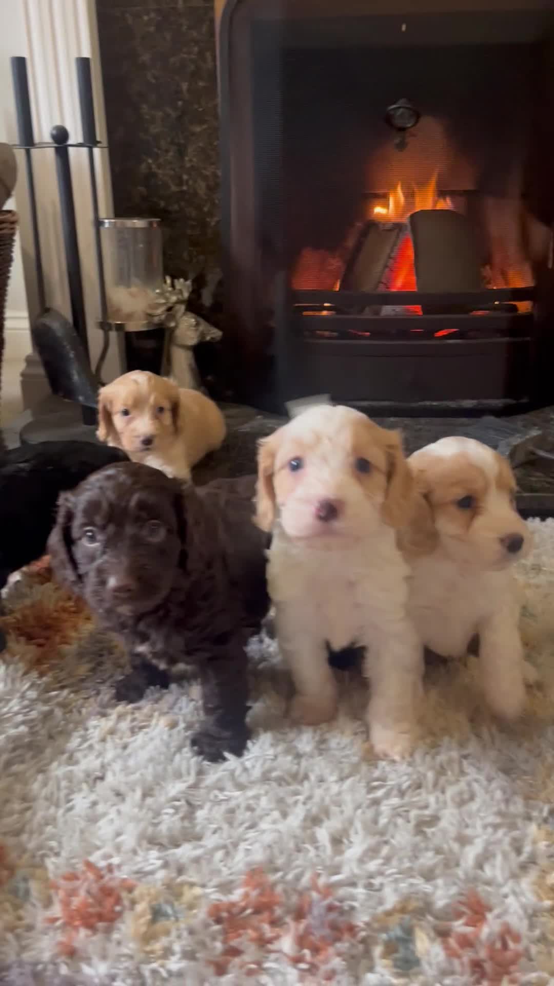 Cockapoo dogs for sale: Cockapoo Puppies Looking For 5* Homes  - Video 1