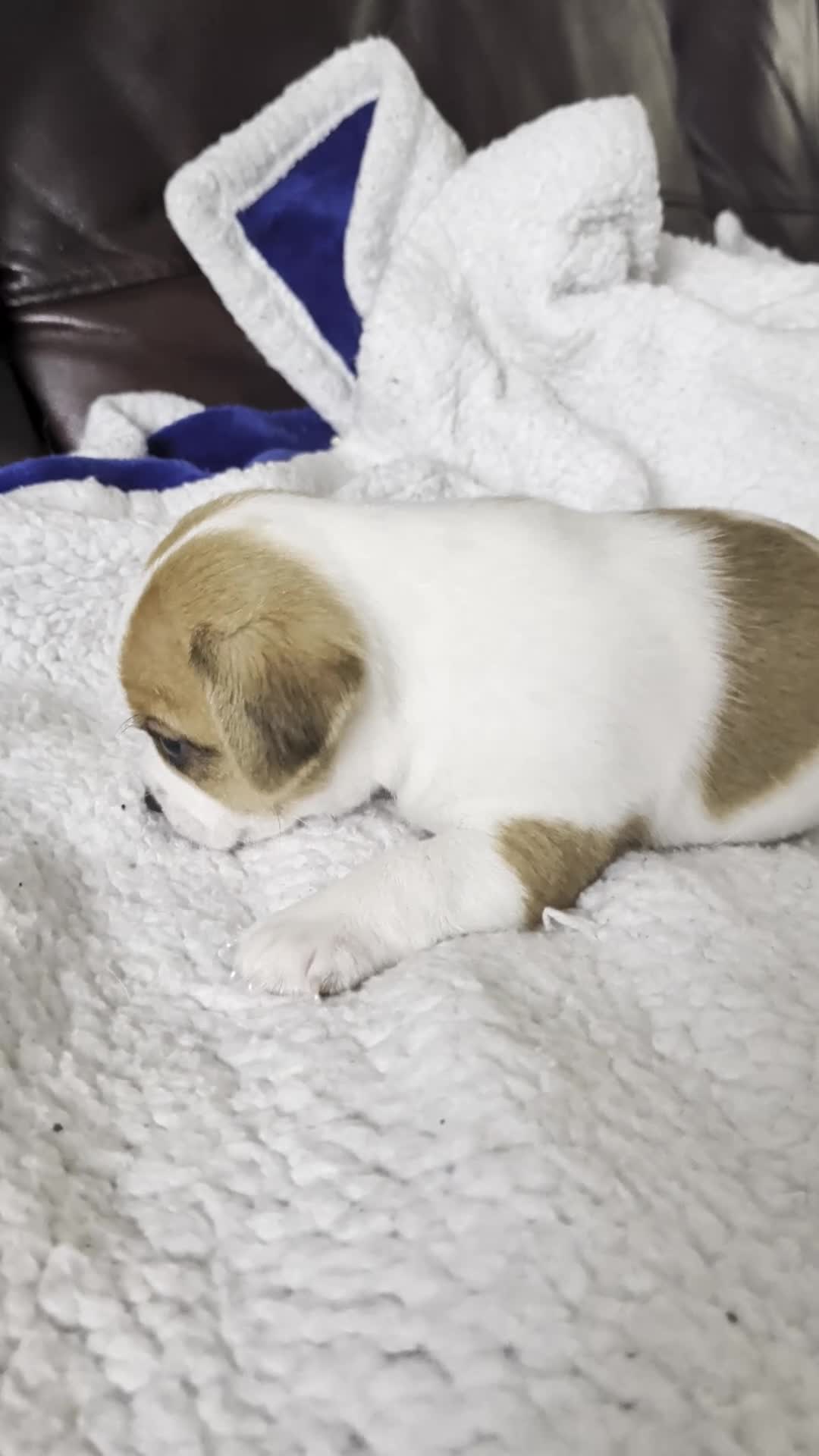 Jack Chi dogs for sale: 7 Jack Chi Puppies - Video 3