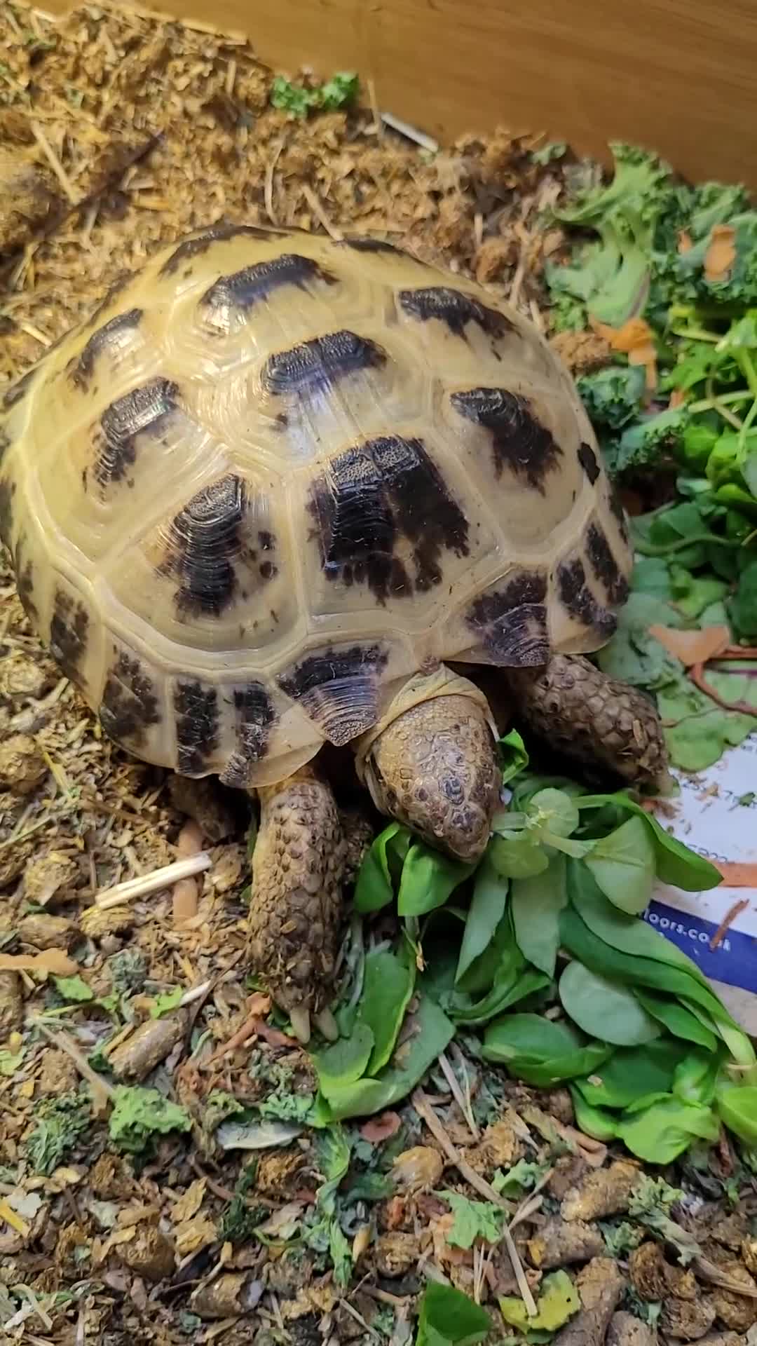 Tortoise reptiles for sale: RESERVED Horsfields Tortoise with Vivexotic Set Up - Video 2